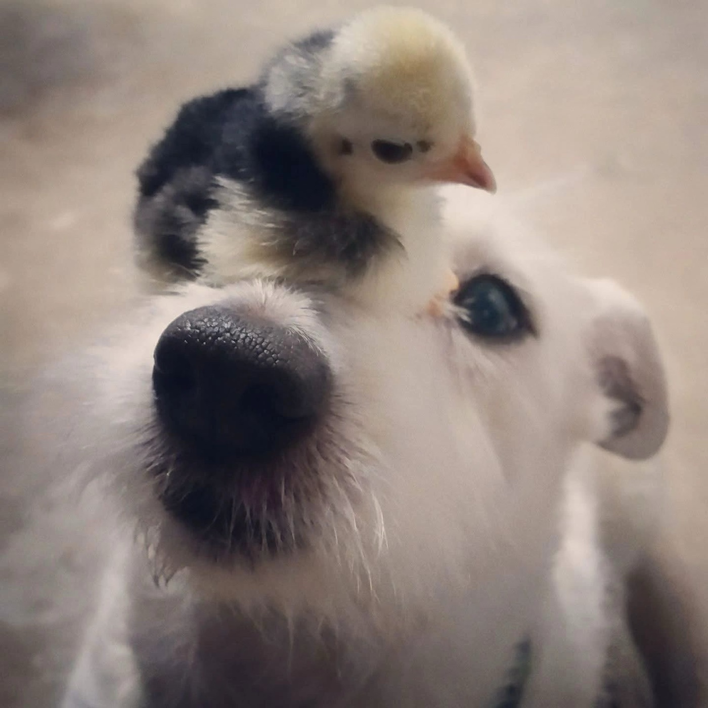 A clinic dog with a baby chick perched on its nose at Riner Animal Clinic